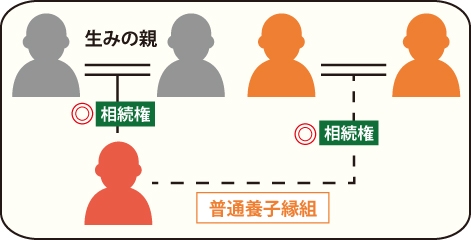 普通養子縁組をした普通養子は法律上、養父母と生みの親双方からの相続権を持つの図