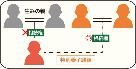 特別養子縁組をした特別養子は生みの親の相続権はないの図